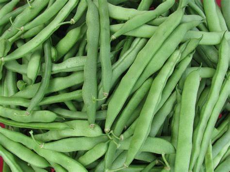 Blue Lake Pole Bean Seeds bulk: vibrant seeds for hearty harvests
