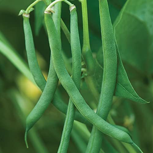 Blue Lake Pole Bean Seeds Garden Setup: ideal for home gardens and easy cultivation