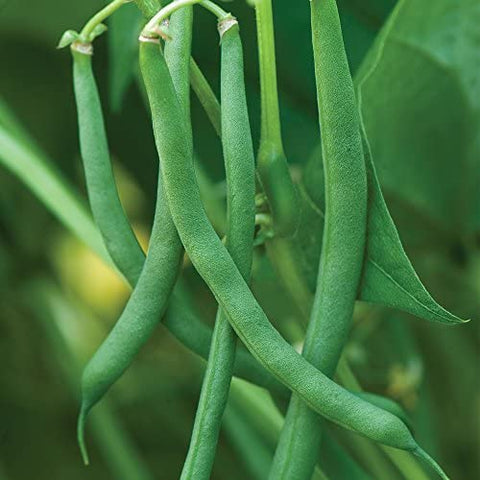 Blue Lake Pole Bean Seeds Garden Setup: ideal for home gardens and easy cultivation