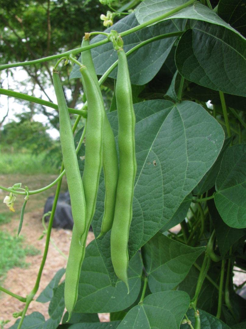 Blue Lake Pole Bean Vines Growth: vigorous vines on a trellis