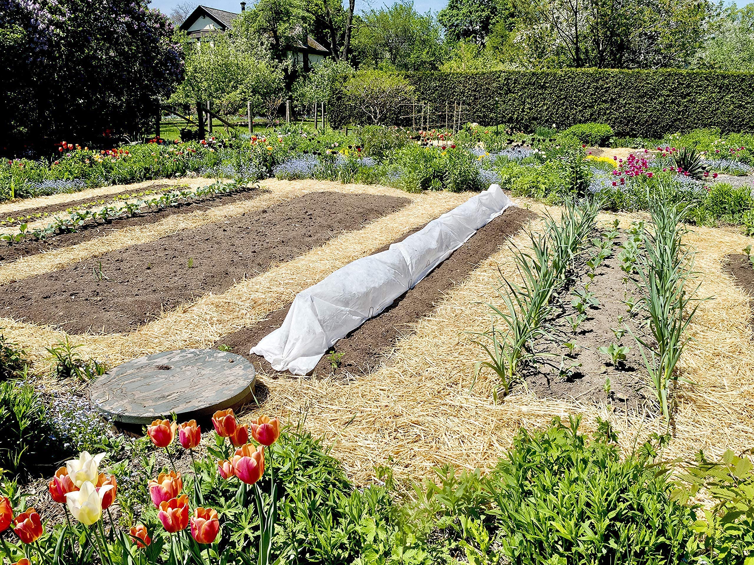 Blue Mountain Hay cover for lawn seeding to improve germination conditions.