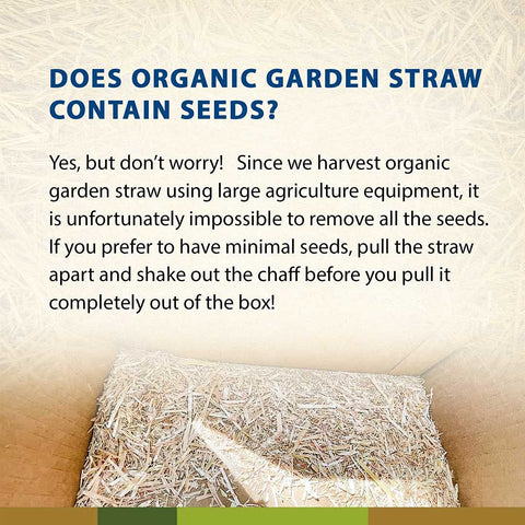 Blue Mountain Hay Organic Garden Straw protects during lawn seeding with breathable mulch.