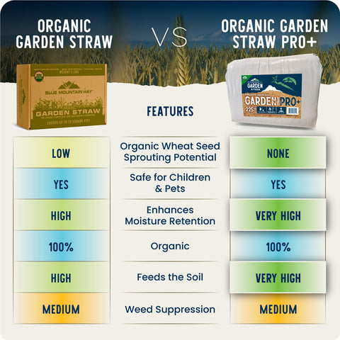 Blue Mountain Hay Organic Garden Straw helps retain soil moisture for healthier plant growth.