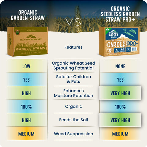 Blue Mountain Hay straw in a garden bed improves moisture retention.