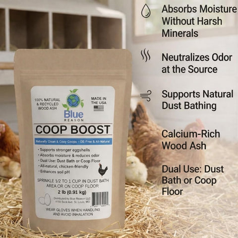 Chickens dust bathing with Coop Boost for clean, shiny feathers.