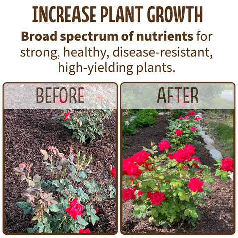 Blue Ribbon Organics compost close-up shows texture and nutrients