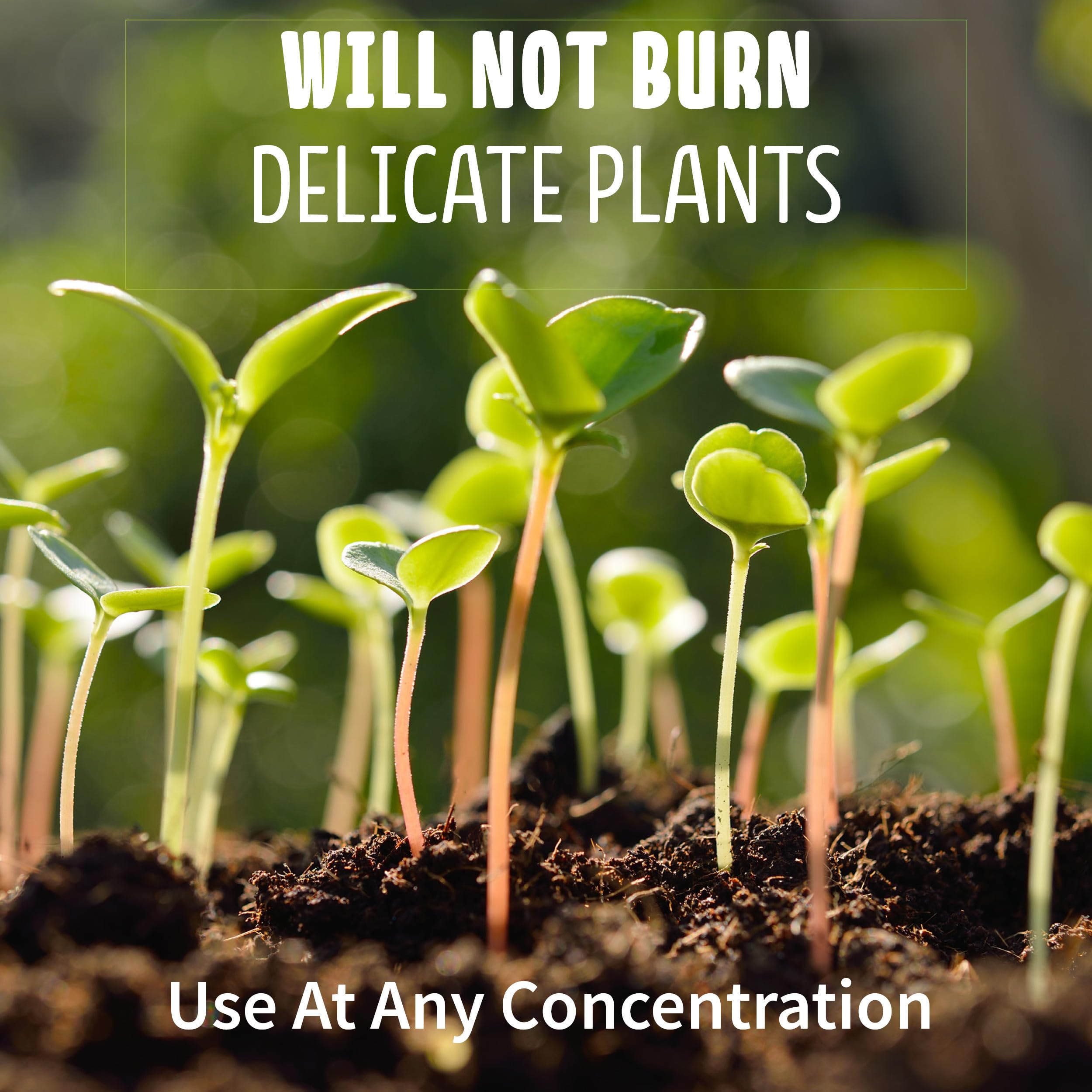 Blue Ribbon Organics compost with seedlings for nutrient boost