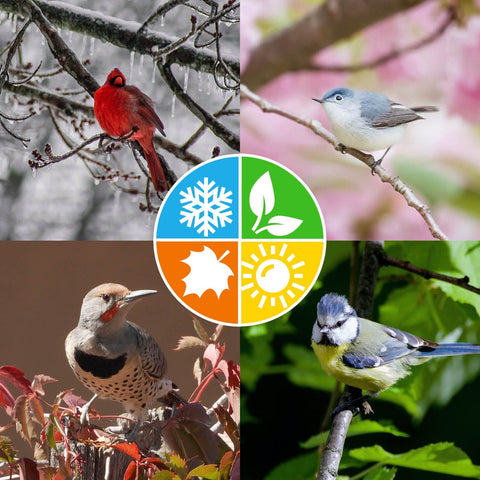 Diverse bird species visiting Blue Seal suet cakes in a garden.