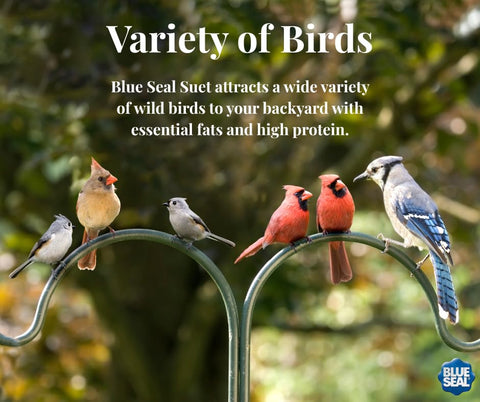 Birds feeding on Blue Seal suet cakes in a yard.