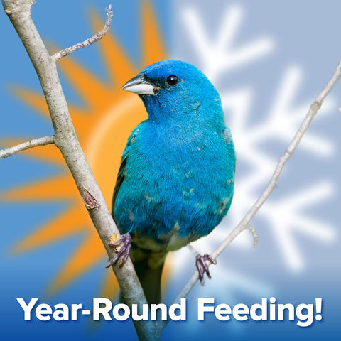 Blue Seal suet cake supports small songbirds like chickadees.