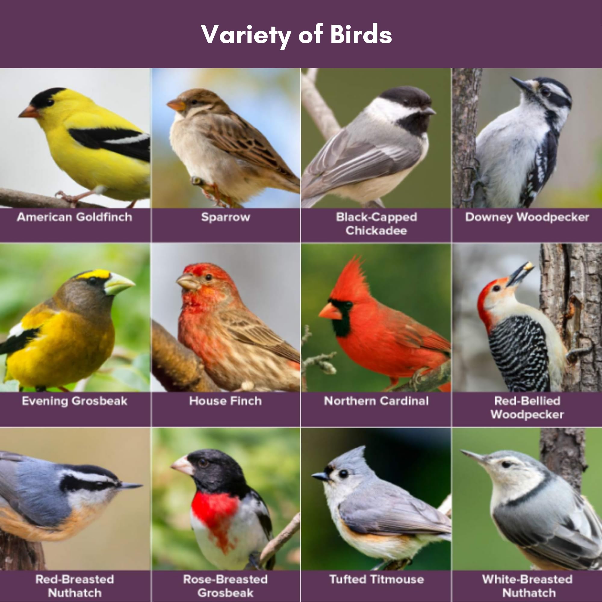 Cardinals and finches near a feeder with Blue Seal Concerto