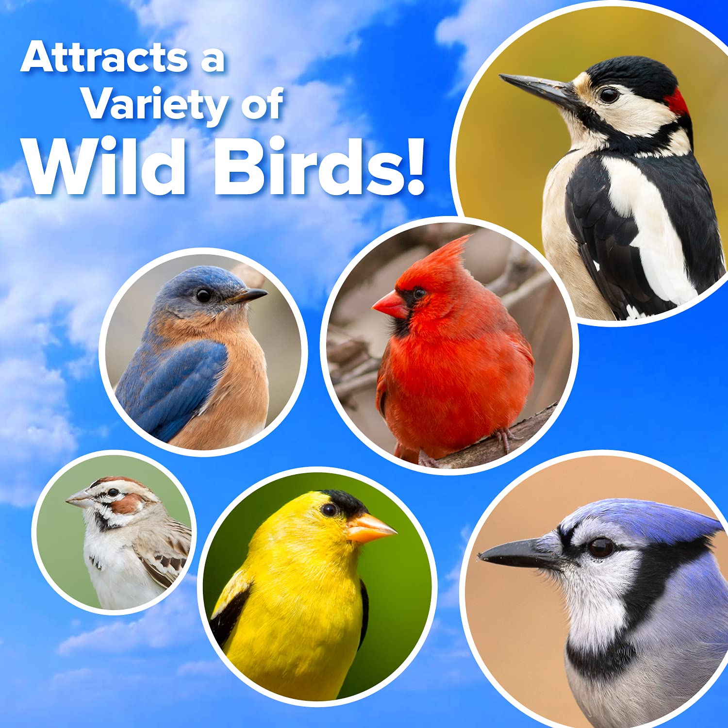 Blue Seal Mealworm Medley supports year-round feeding at any feeder.