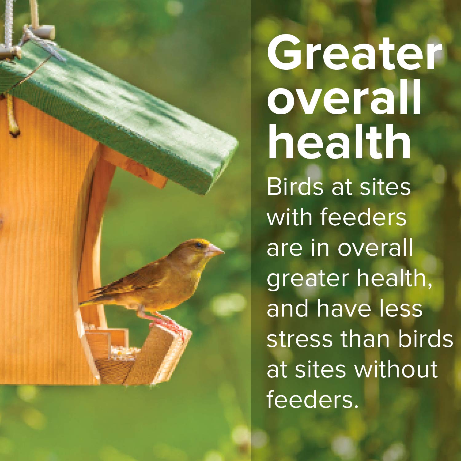 Blue Seal Nature's Choice 20 lb bag for long-lasting bird feeding