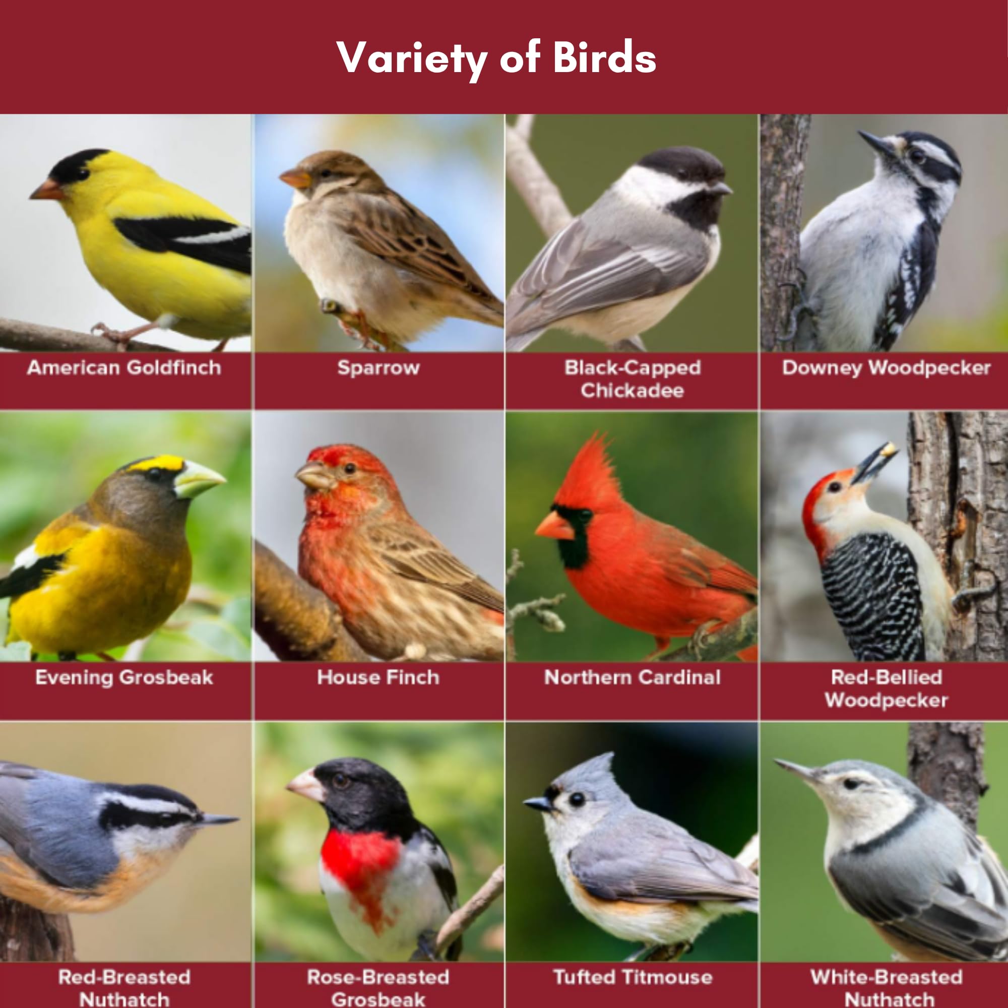Blue Seal Nature's Choice white safflower seeds attract a variety of songbirds