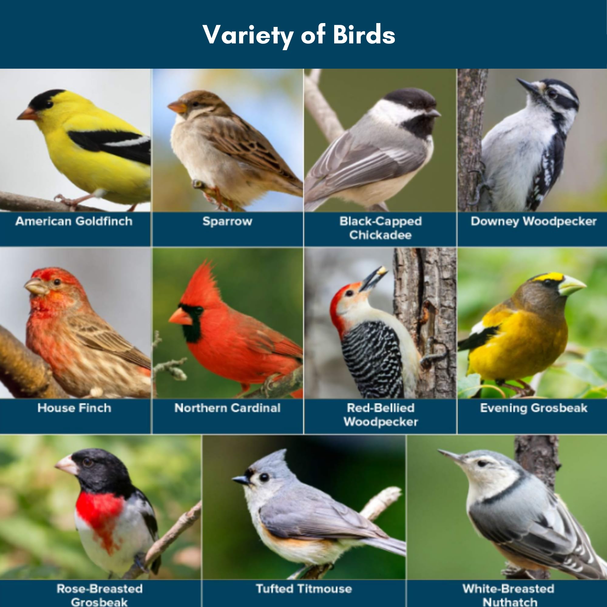 Blue Seal Neat Feast appeals to grosbeaks and woodpeckers at feeders