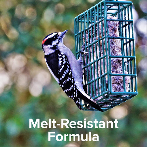 Blue Seal Nut Feast suet cake wrapper opened, melt-resistant formula visible.