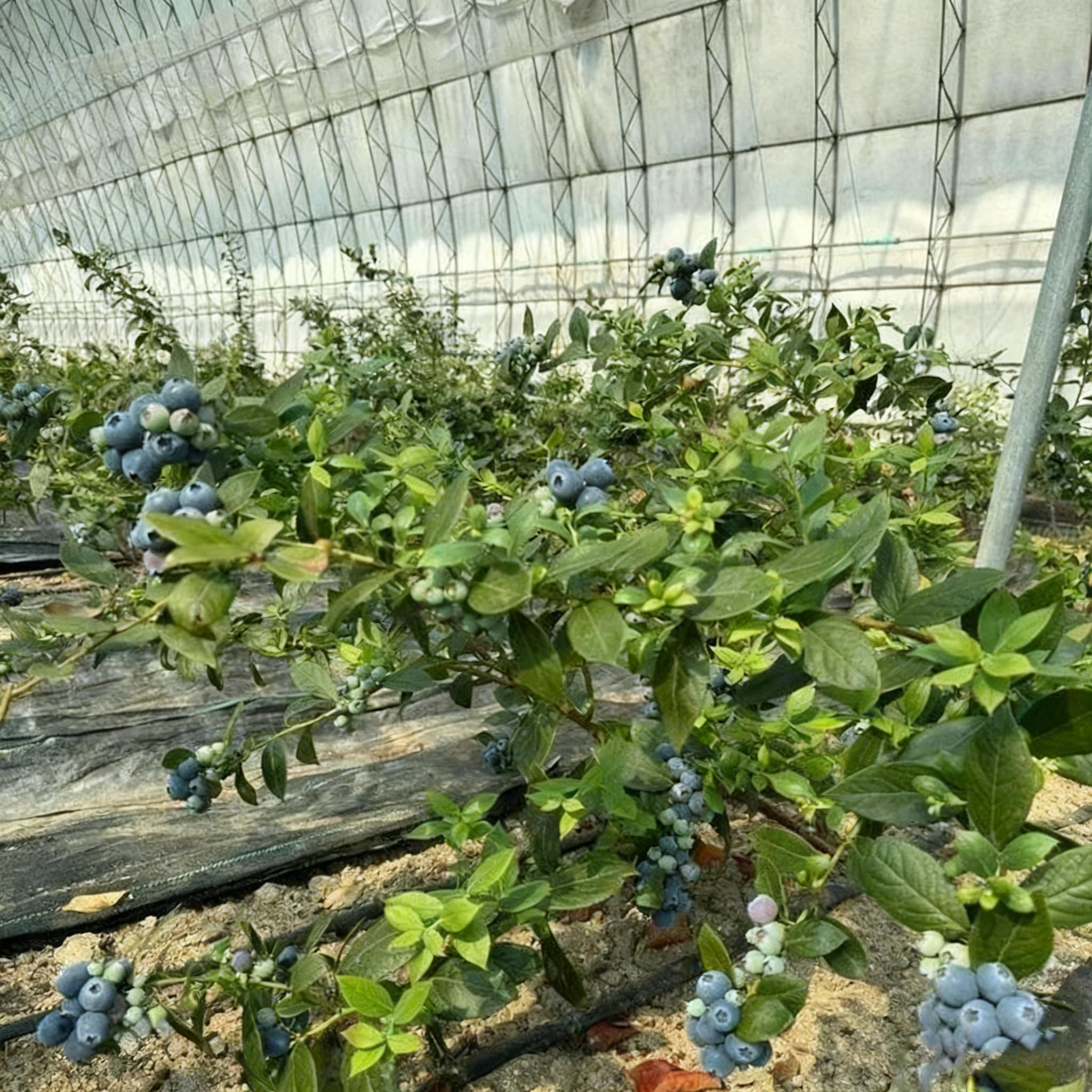 Autumn foliage coloring on a blueberry plant for visual interest