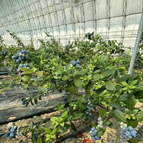 Autumn foliage coloring on a blueberry plant for visual interest
