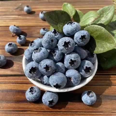 Germination-ready blueberry seeds with simple stratification steps for beginners