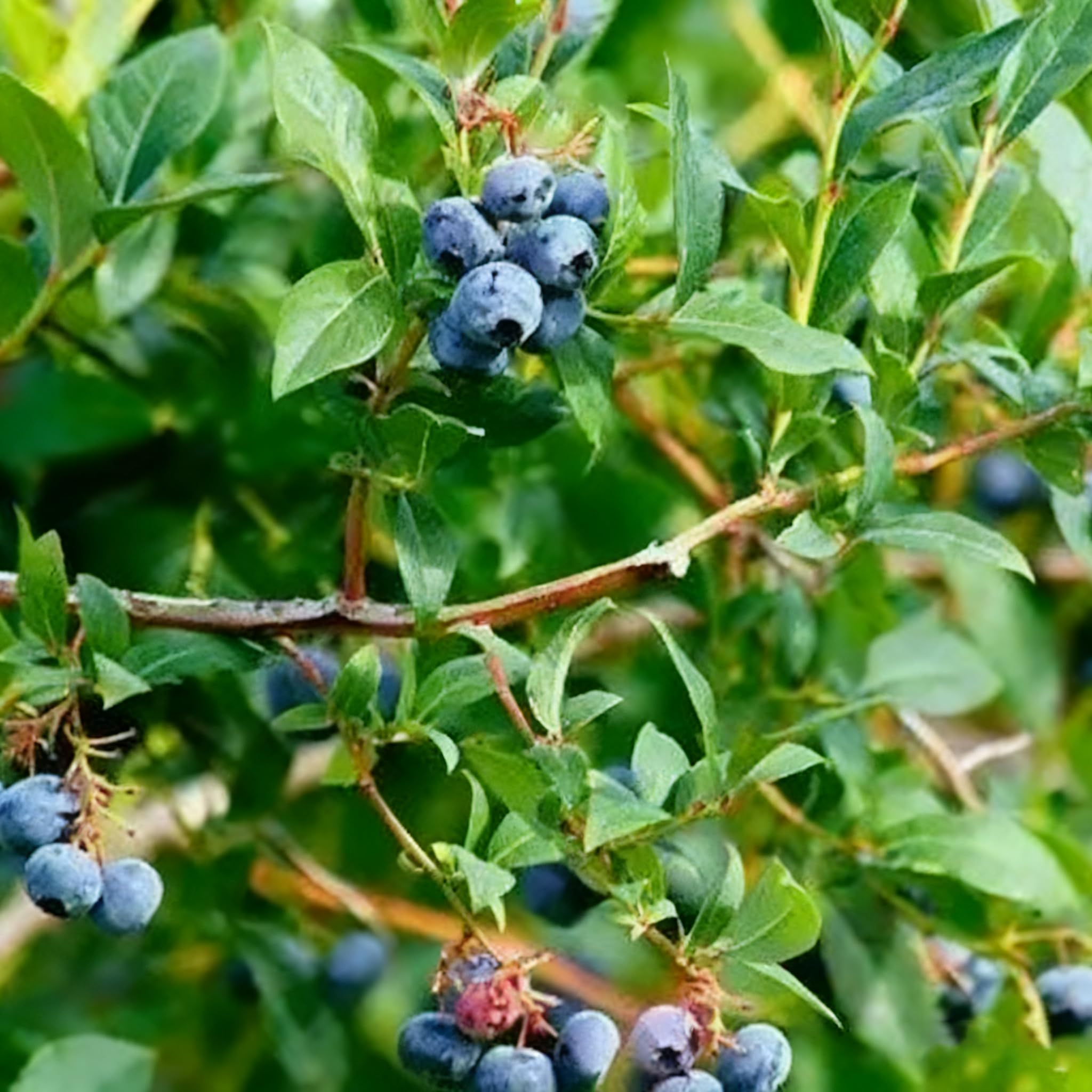 Blueberry bush shown in a container setup for small space gardening