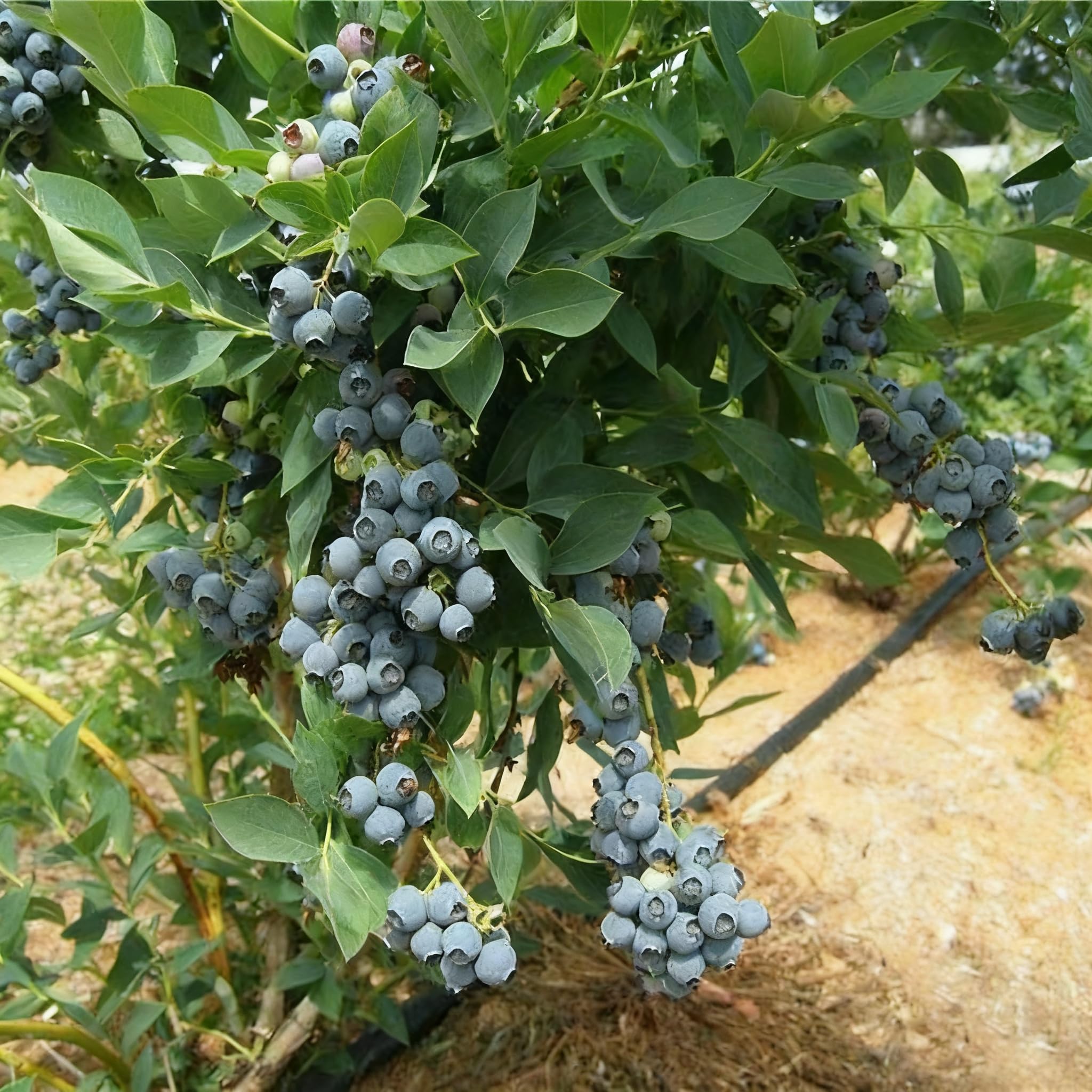 Blueberry fruits forming on a bush in summer garden