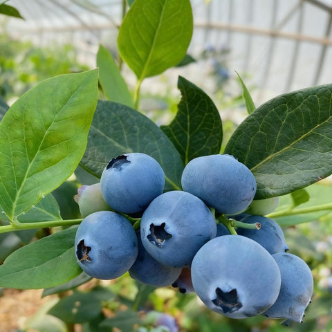 Blueberry seeds in packets ready for home garden sowing and harvest potential