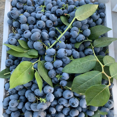 Spring blooms on a blueberry plant with decorative flowers