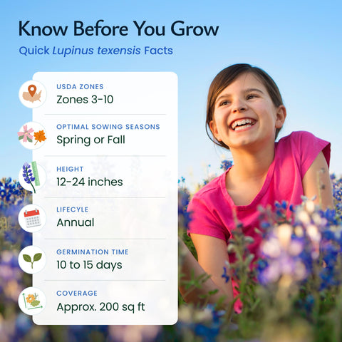Bluebonnets attracting bees and butterflies in a pollinator-friendly garden