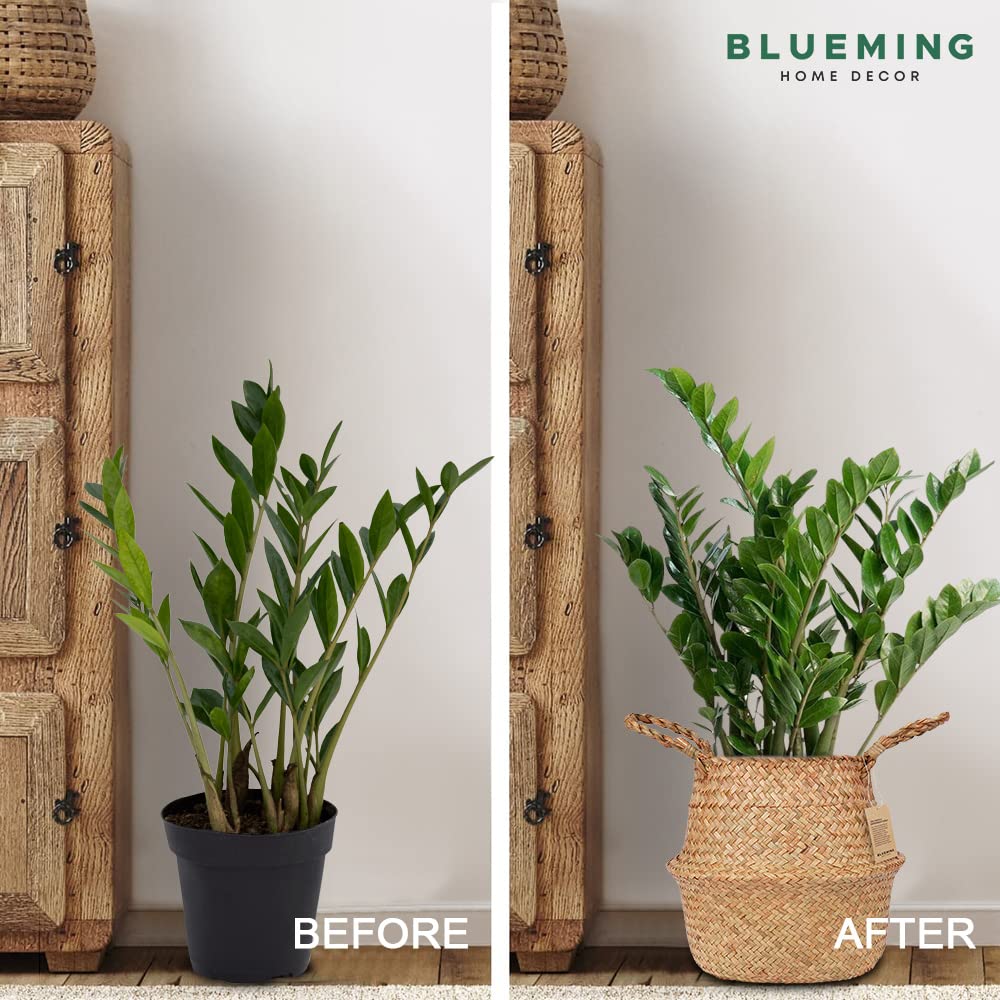 Blueming Olive Tree Basket supports top width about 10.5 inches for tidy pots.