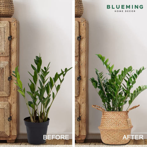 Blueming Olive Tree Basket supports top width about 10.5 inches for tidy pots.