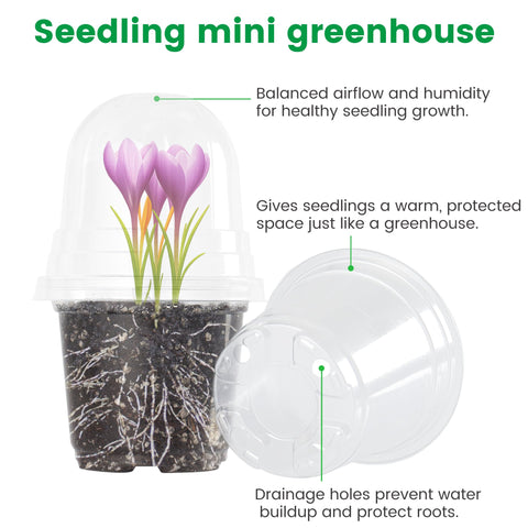 Bluepro 4 inch clear pot ideal for seedlings and transplants.