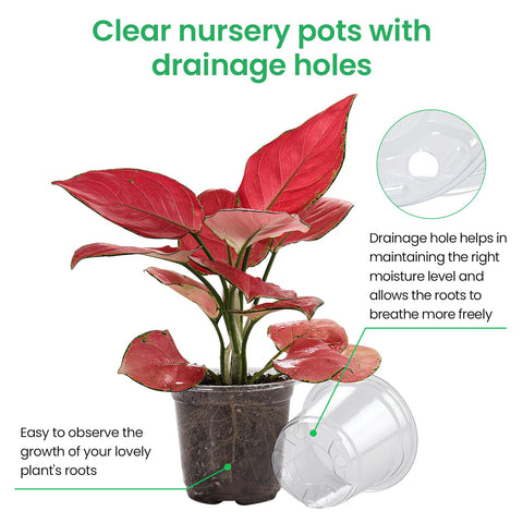 Bluepro 4-inch clear nursery pot highlights roots while allowing light to reach them