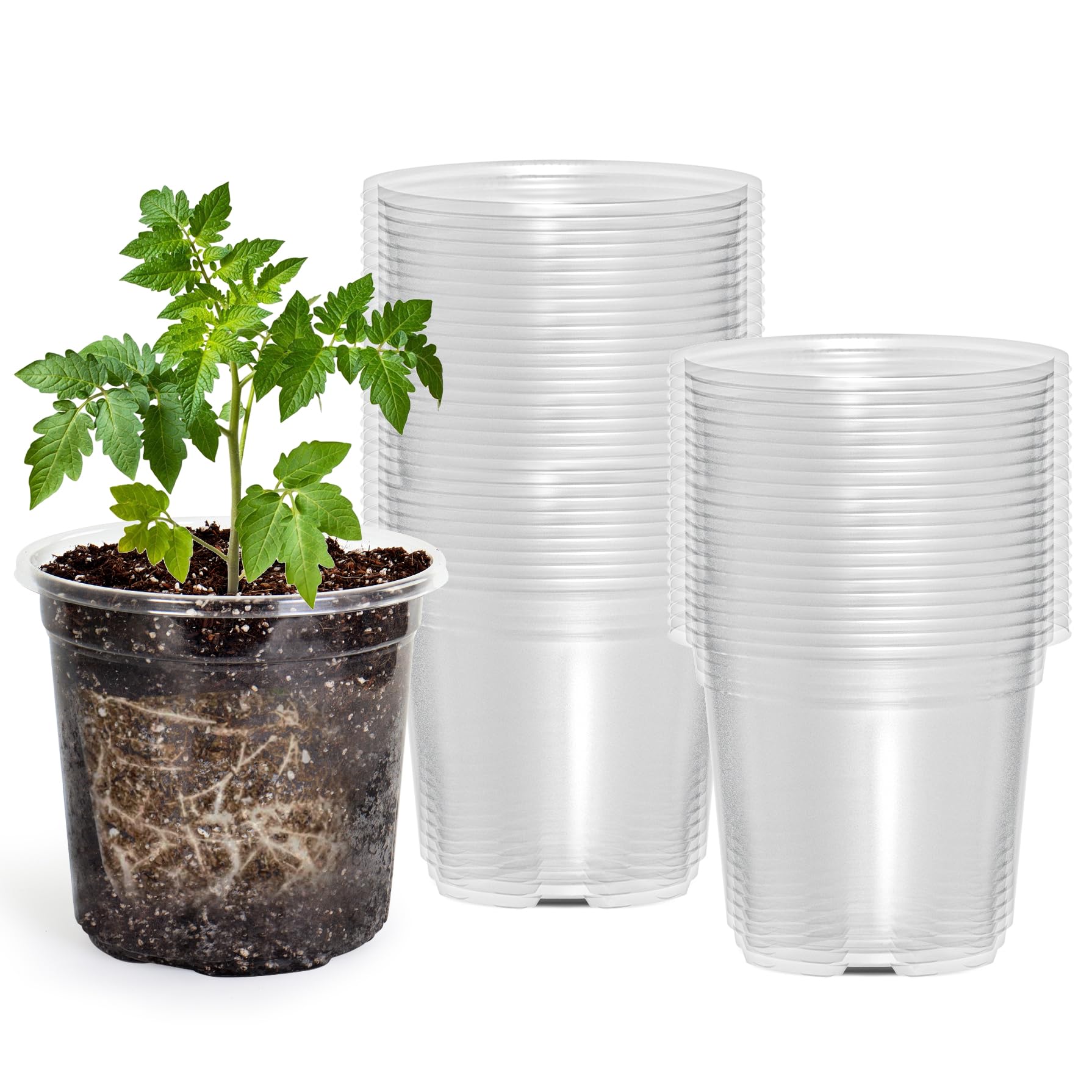 Bluepro 4-inch seedling pot with clear walls makes germination monitoring easy.