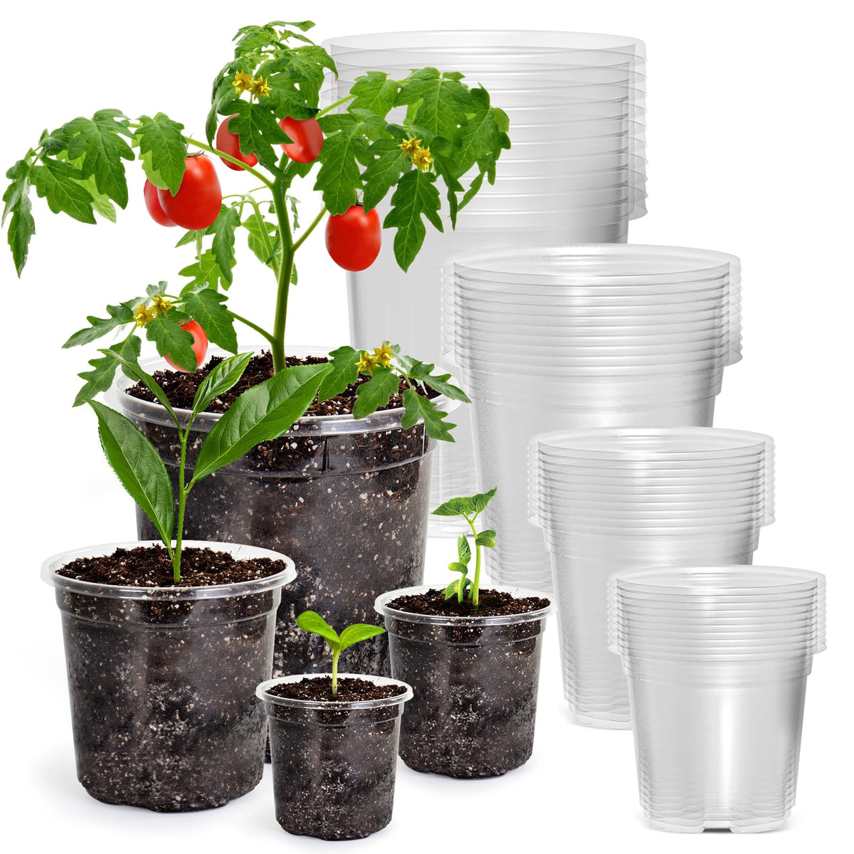 Bluepro 7-inch clear nursery pot showing root visibility for healthy growth