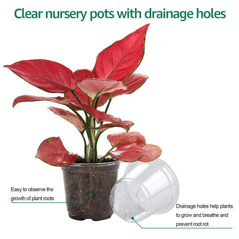 Bluepro clear plastic nursery pot allows daily monitoring of germination and root growth.