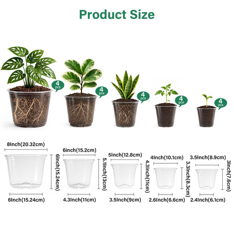Bluepro clear nursery pot 6-inch shows root growth through crystal walls.