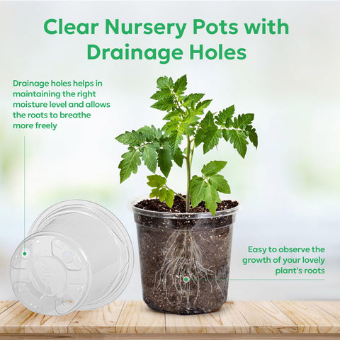 Bluepro clear seed-starting container allows daily observation of roots.