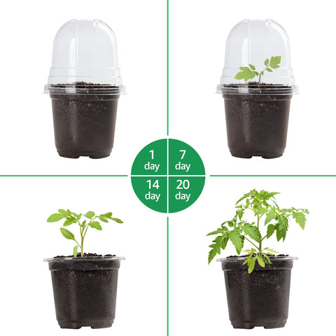 Bluepro easy-transplant nursery pot simplifies removing seedlings without disturbing roots.