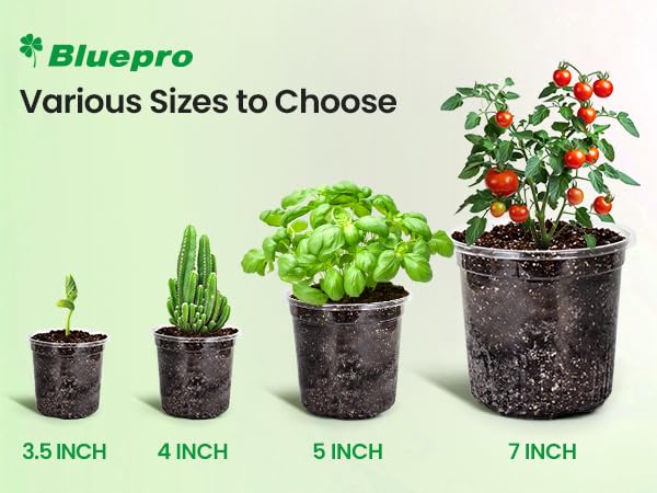 Bluepro root-observation pots support careful monitoring of moisture and growth.