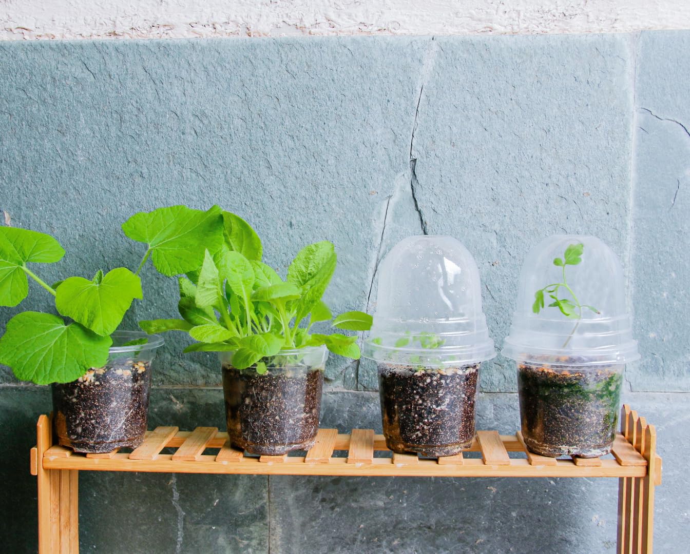 Bluepro seed-starting nursery pot supports orderly batch propagation and easy handling.