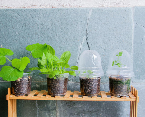 Bluepro seed-starting nursery pot supports orderly batch propagation and easy handling.