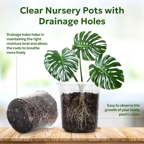 Bluepro seedling propagation pot with 12 drainage holes for proper drainage.