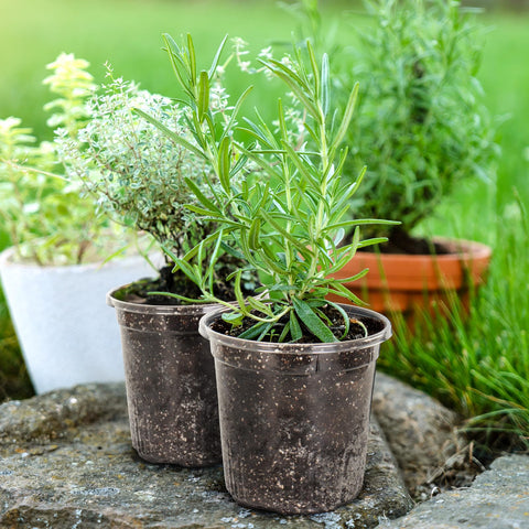 Bluepro vegetable propagation pot offering ample space for seedlings.