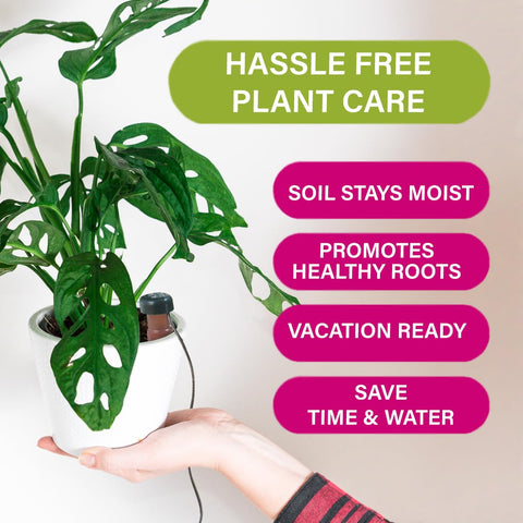 Blumat Classic stake setup simplifies care with minimal maintenance.