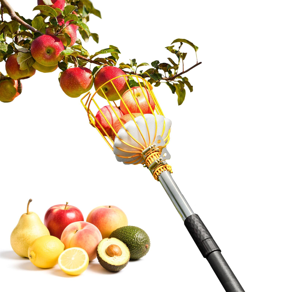 BlumeTrec 9ft fruit picker with basket reaches high branches for easy harvest.