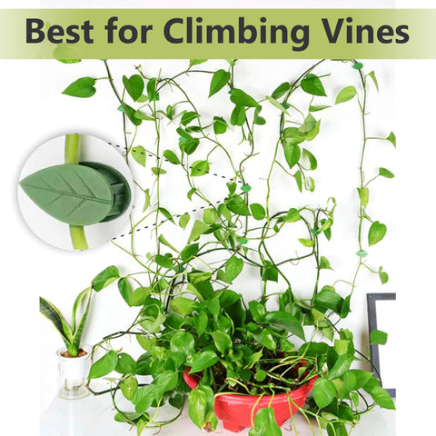 Blush Ease moss pole ideal for Monstera, pothos, and other climbers.
