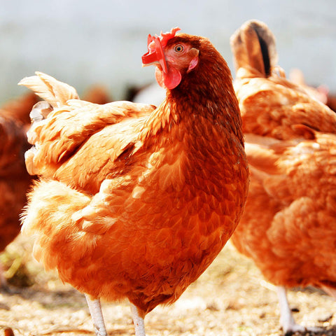 Boao chicken peepers application setup in a poultry setting