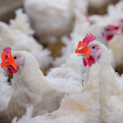 Boao reusable pinless peepers protecting flock behavior