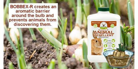 Bobbex spray applied on ornamental plants to deter wildlife.