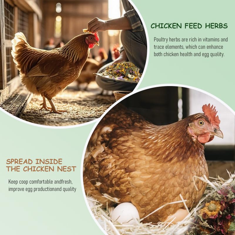 BODISEINT poultry bedding herbs in coop highlighting natural ingredients